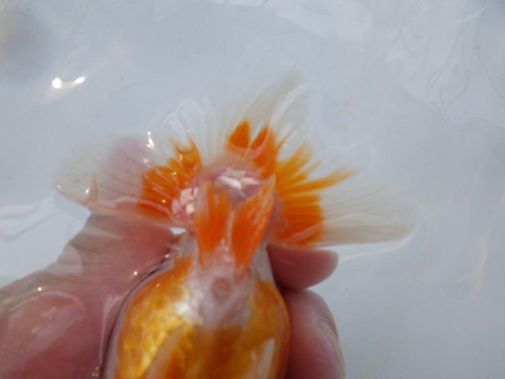 【全国大会西大関獲得ブリーダー 】当歳らんちゅうE約11,5㎝性別不明