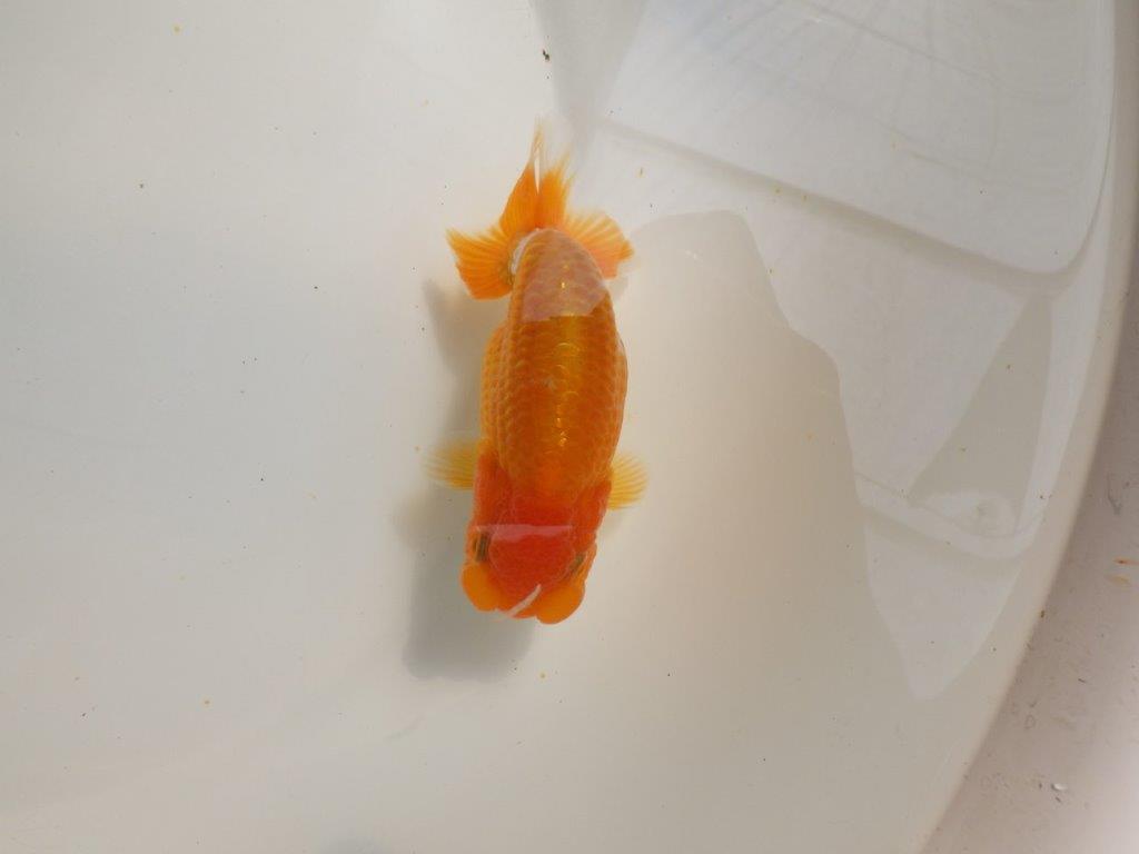 【愛知超優良系統 】太味があり種にお勧めできる当歳らんちゅう約12,5㎝メス?
