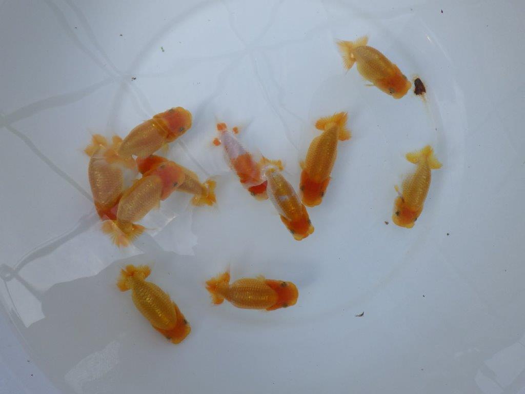 【愛知超優良系統 】中から一番良い当歳らんちゅう3尾セット限定1セット約9㎝前後