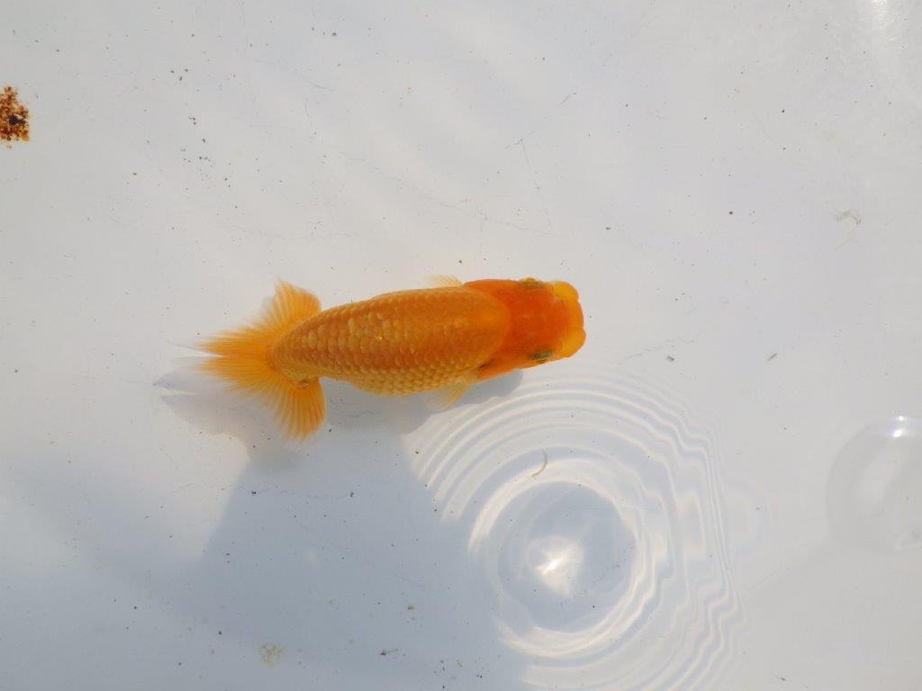 【逸品当歳らんちゅう】尾の雰囲気が良いらんちゅう　約10,5ｃｍ前後の上身