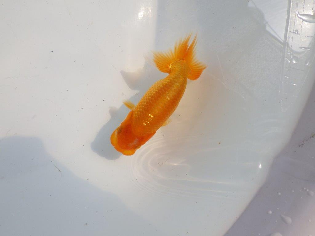 【逸品当歳らんちゅう】頭、尾の雰囲気が良いらんちゅう　約10,5ｃｍ前後