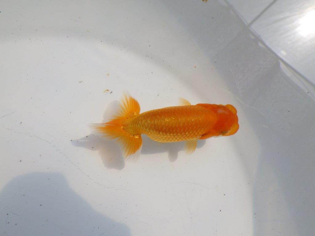 【逸品当歳らんちゅう】頭、尾の雰囲気が良いらんちゅう　約10,5ｃｍ前後