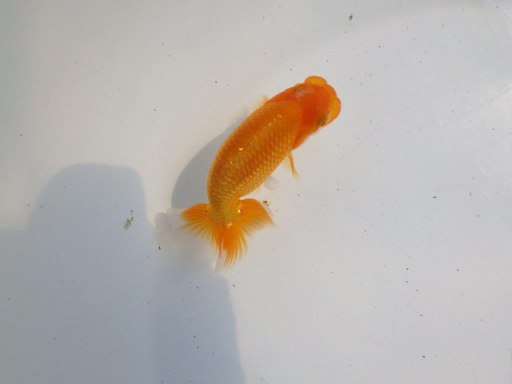 【逸品当歳らんちゅう】頭、尾の雰囲気が良いらんちゅう　約10,5ｃｍ前後