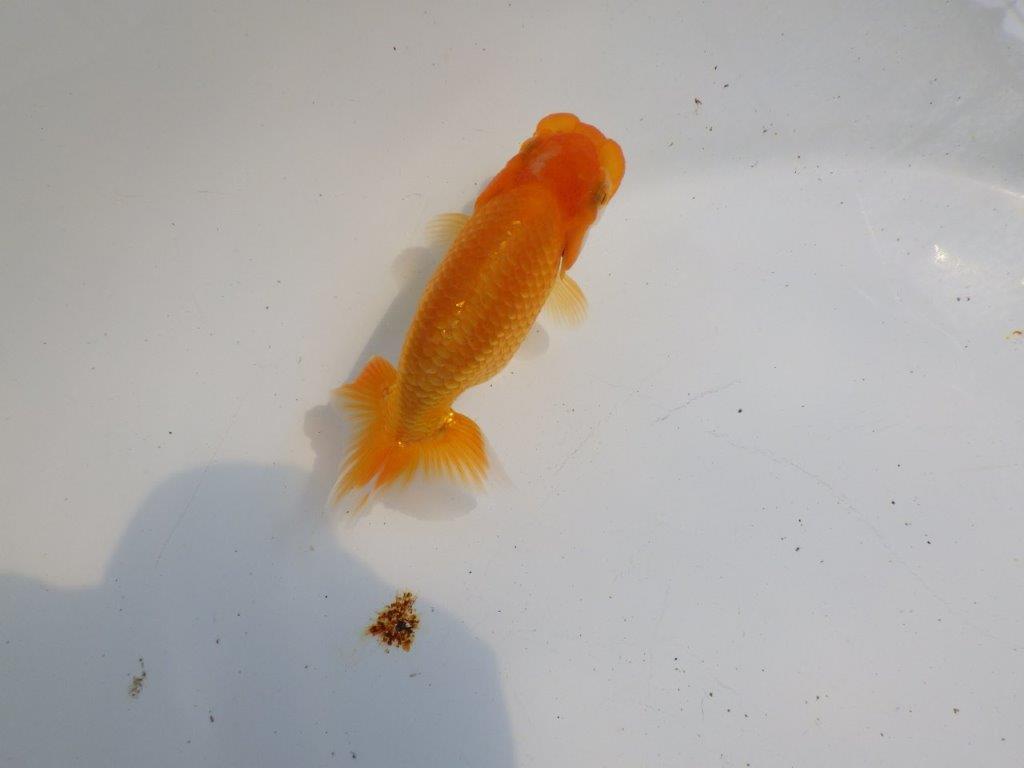 【逸品当歳らんちゅう】頭、尾の雰囲気が良いらんちゅう　約10,5ｃｍ前後