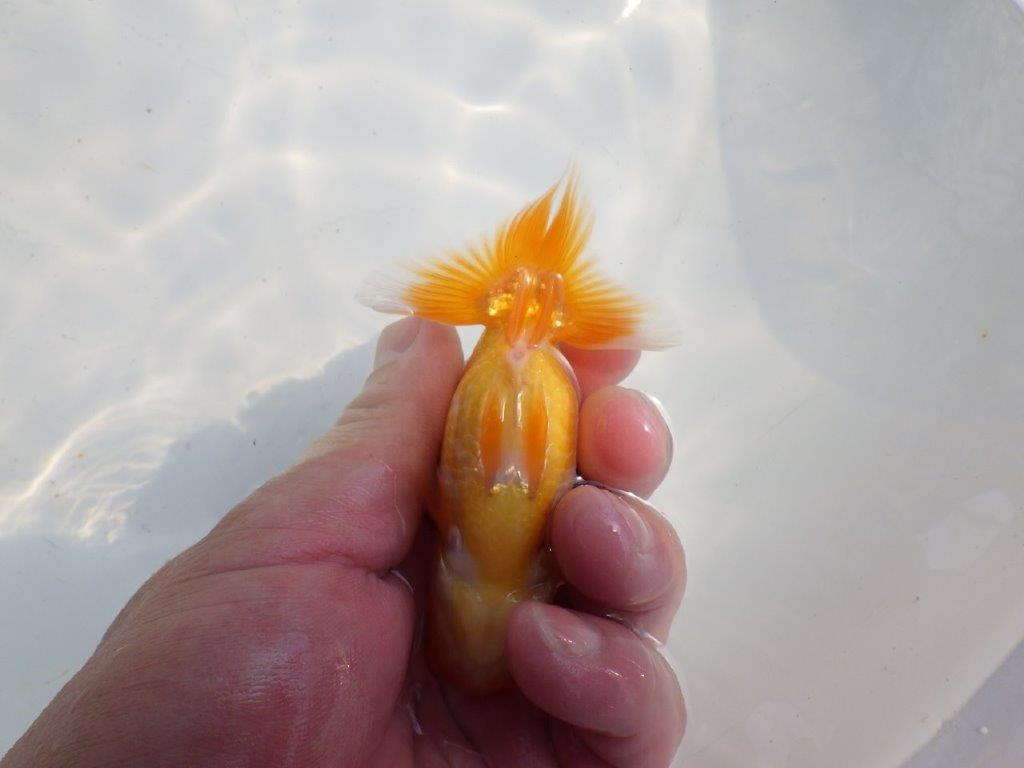 【逸品当歳らんちゅう】頭、尾の雰囲気が良いらんちゅう　約10,5ｃｍ前後