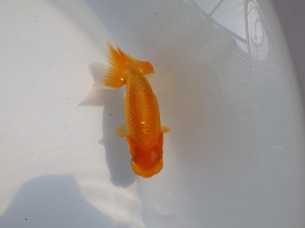 【逸品当歳らんちゅう】頭、尾の雰囲気が良いらんちゅう　約10,5ｃｍ前後の上身