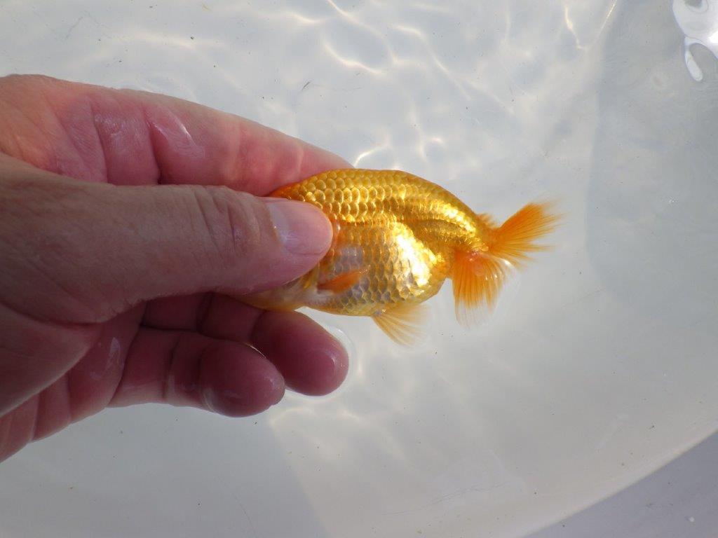 【逸品当歳らんちゅう】頭、尾の雰囲気が良いらんちゅう　約10,5ｃｍ前後