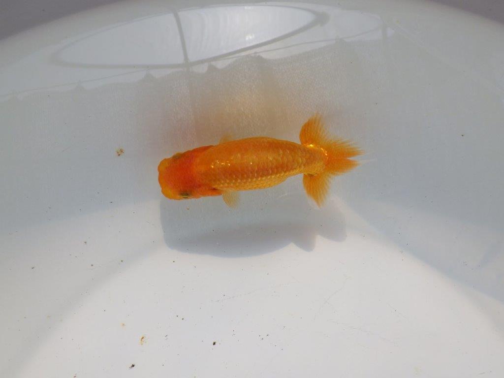 【逸品当歳らんちゅう】背も綺麗で水槽映えらんちゅう　約11ｃｍ前後