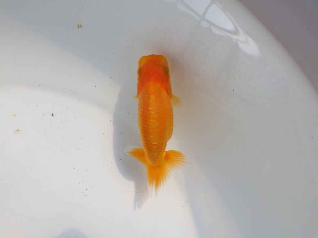 【逸品当歳らんちゅう】背も綺麗で水槽映えらんちゅう　約11ｃｍ前後の上身