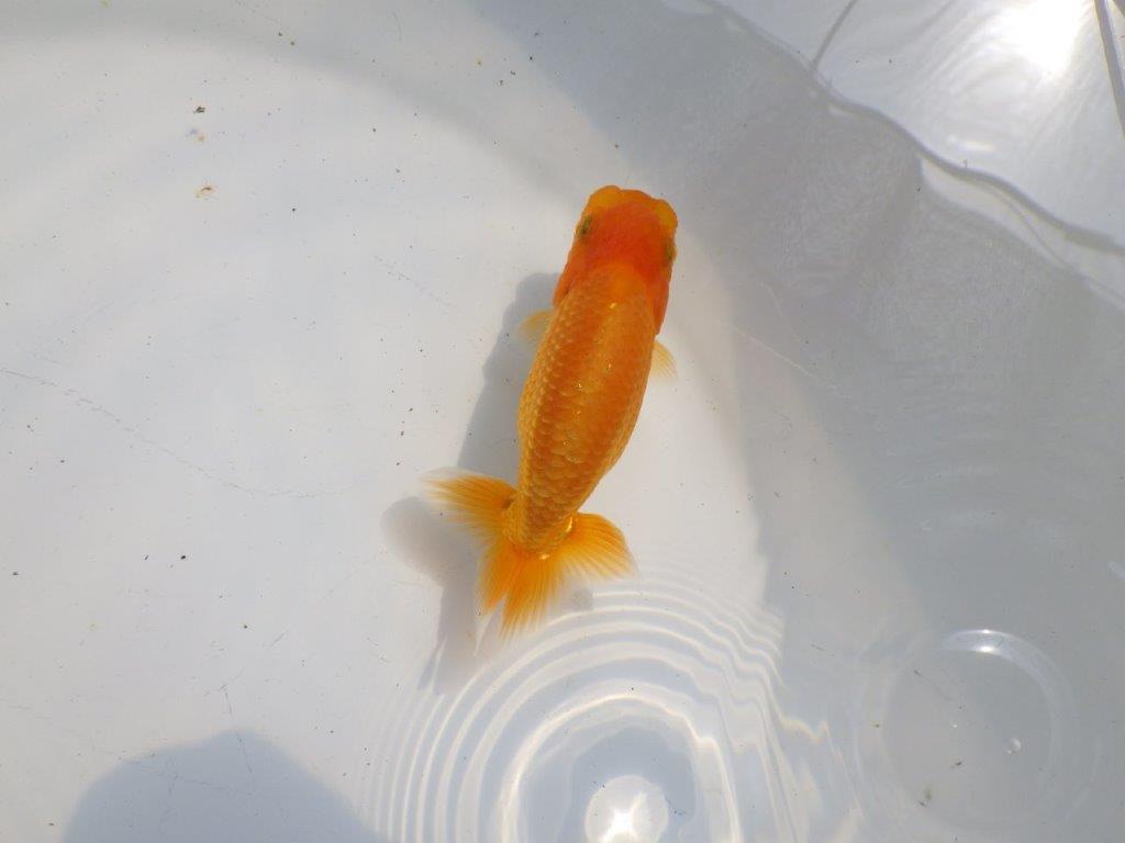 【逸品当歳らんちゅう】背も綺麗で水槽映えらんちゅう　約11ｃｍ前後