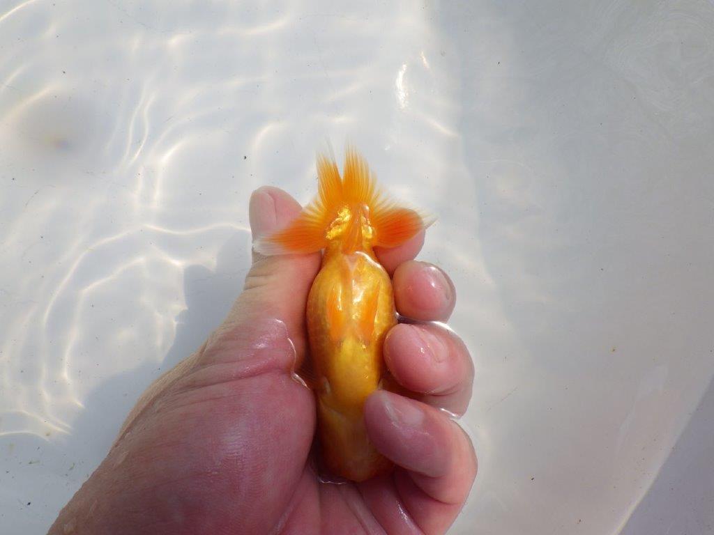 【逸品当歳らんちゅう】背も綺麗で水槽映えらんちゅう　約11ｃｍ前後