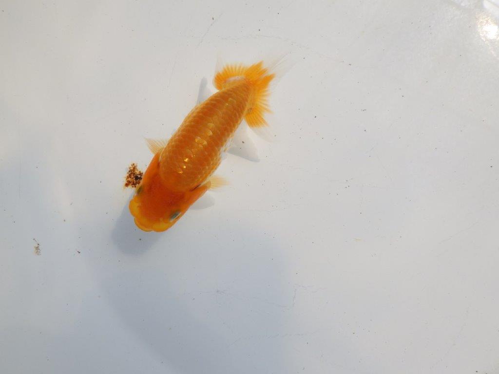 【逸品当歳らんちゅう】頭も良く背も綺麗で映えるらんちゅう　約11ｃｍ前後