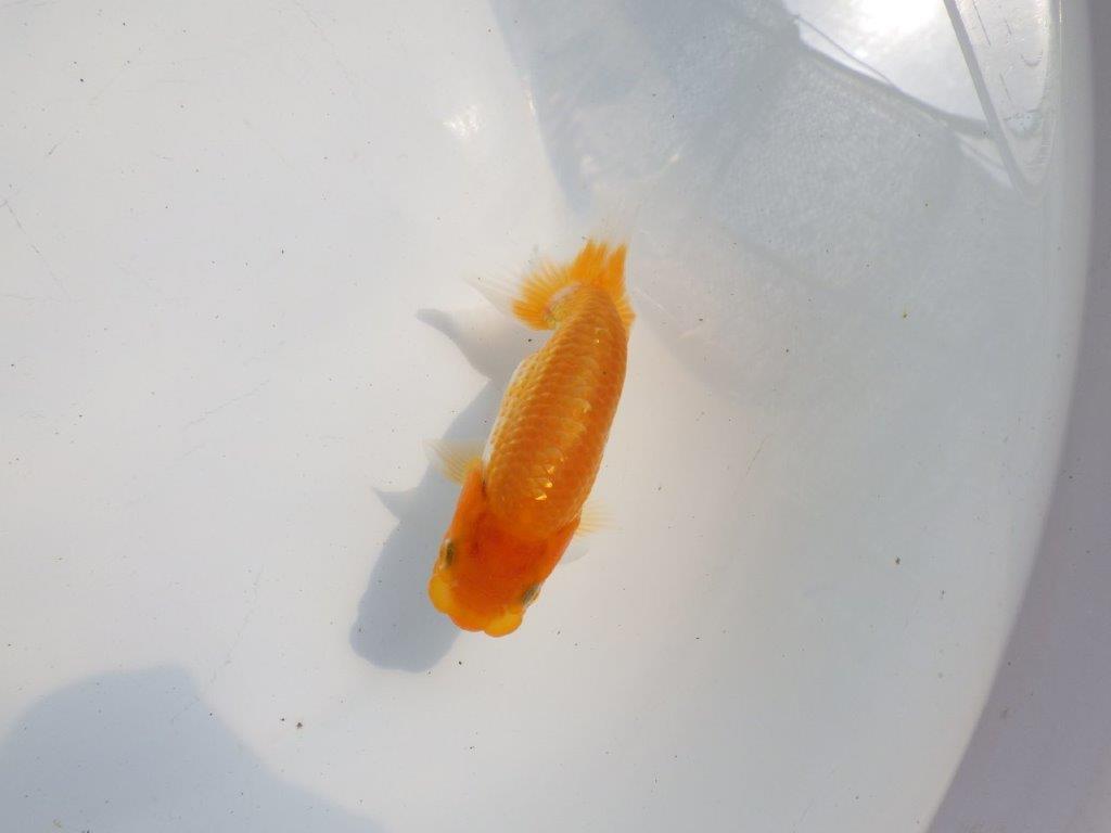 【逸品当歳らんちゅう】頭も良く背も綺麗で映えるらんちゅう　約11ｃｍ前後