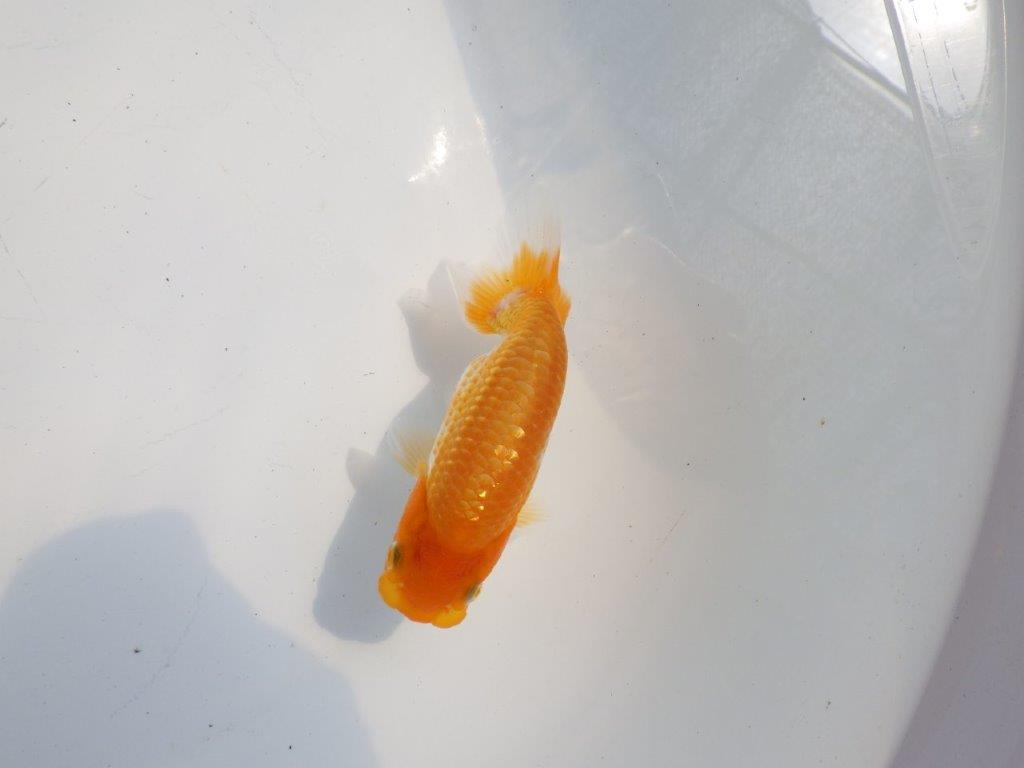 【逸品当歳らんちゅう】頭も良く背も綺麗で映えるらんちゅう　約11ｃｍ前後の上身