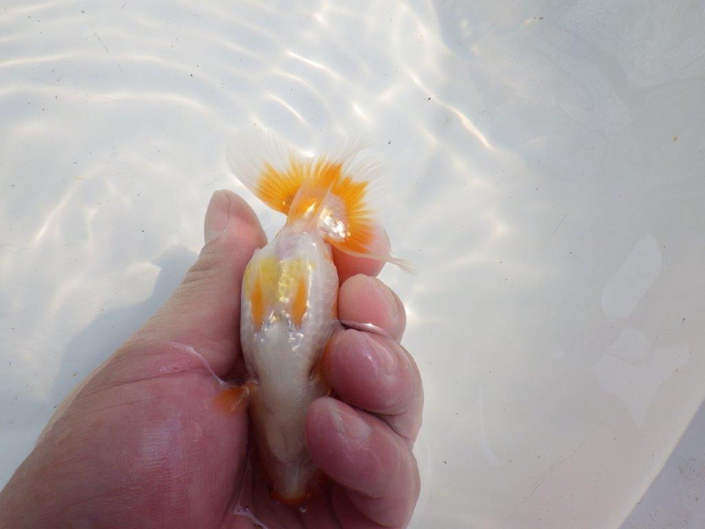 【逸品当歳らんちゅう】頭も良く背も綺麗で映えるらんちゅう　約11ｃｍ前後