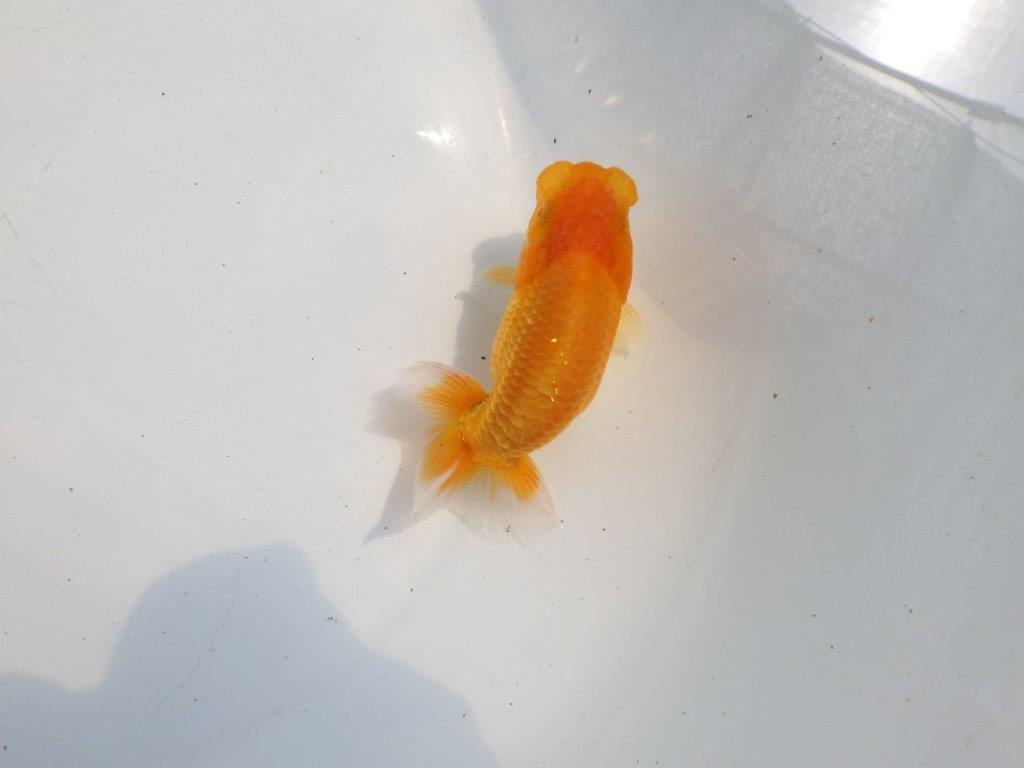 【逸品当歳らんちゅう】素晴らしいフンタン！頭の良いらんちゅう　約10,5ｃｍ前後の上身