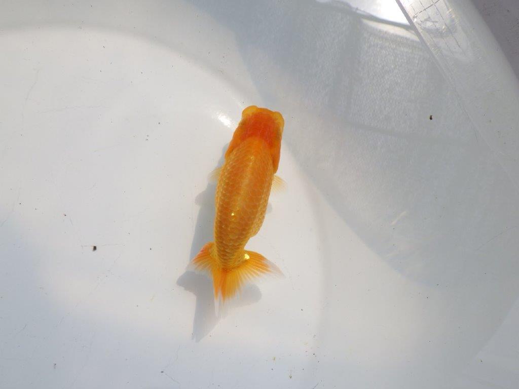 【逸品当歳らんちゅう】尾型が良く種にもお勧めのらんちゅう　約12ｃｍ前後の上身