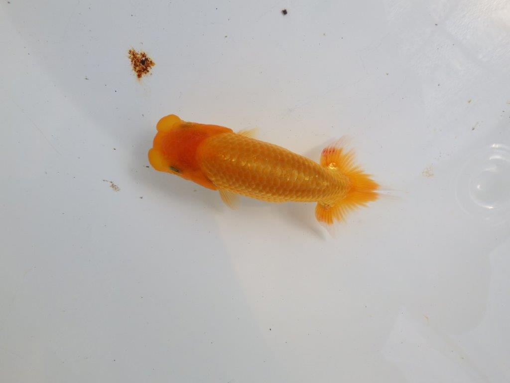 【逸品当歳らんちゅう】フンタンの発育が素晴らしいらんちゅう　約12,5ｃｍ前後の上身