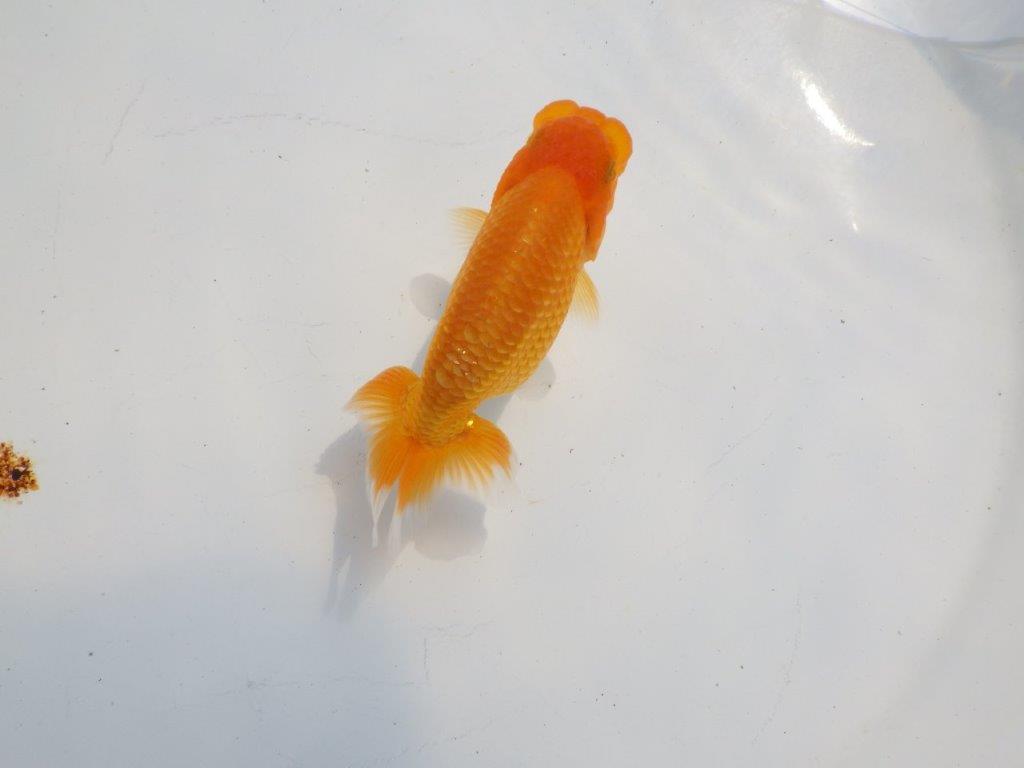 【逸品当歳らんちゅう】フンタンと尾型が素晴らしいらんちゅう　約11ｃｍ前後の上身