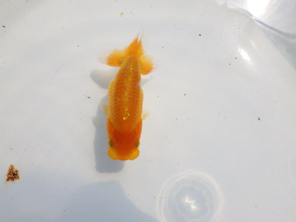 【逸品当歳らんちゅう】フンタンの発育が素晴らしいらんちゅう　約11ｃｍ前後の上身