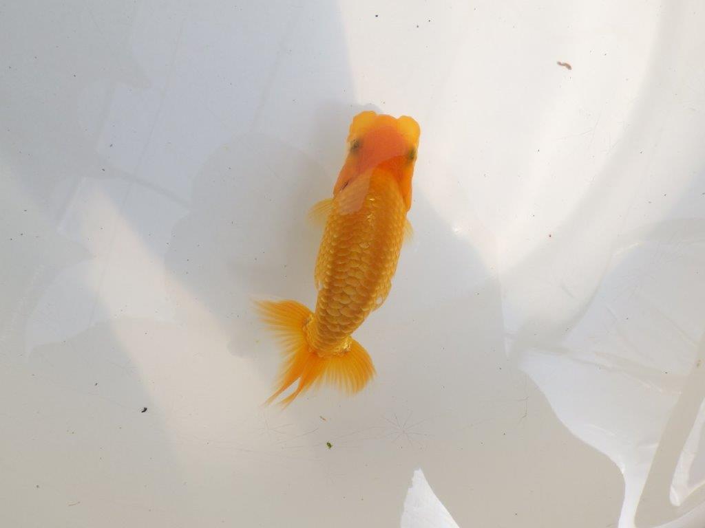 【 鉄板！！】雰囲気抜群飼い込みお勧めらんちゅう　東大関系統　約1３㎝　期間限定販売の上身