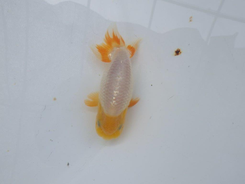 【岐阜フンタンブリーダー】赤色の入り方が綺麗な当歳らんちゅう約11㎝オス?