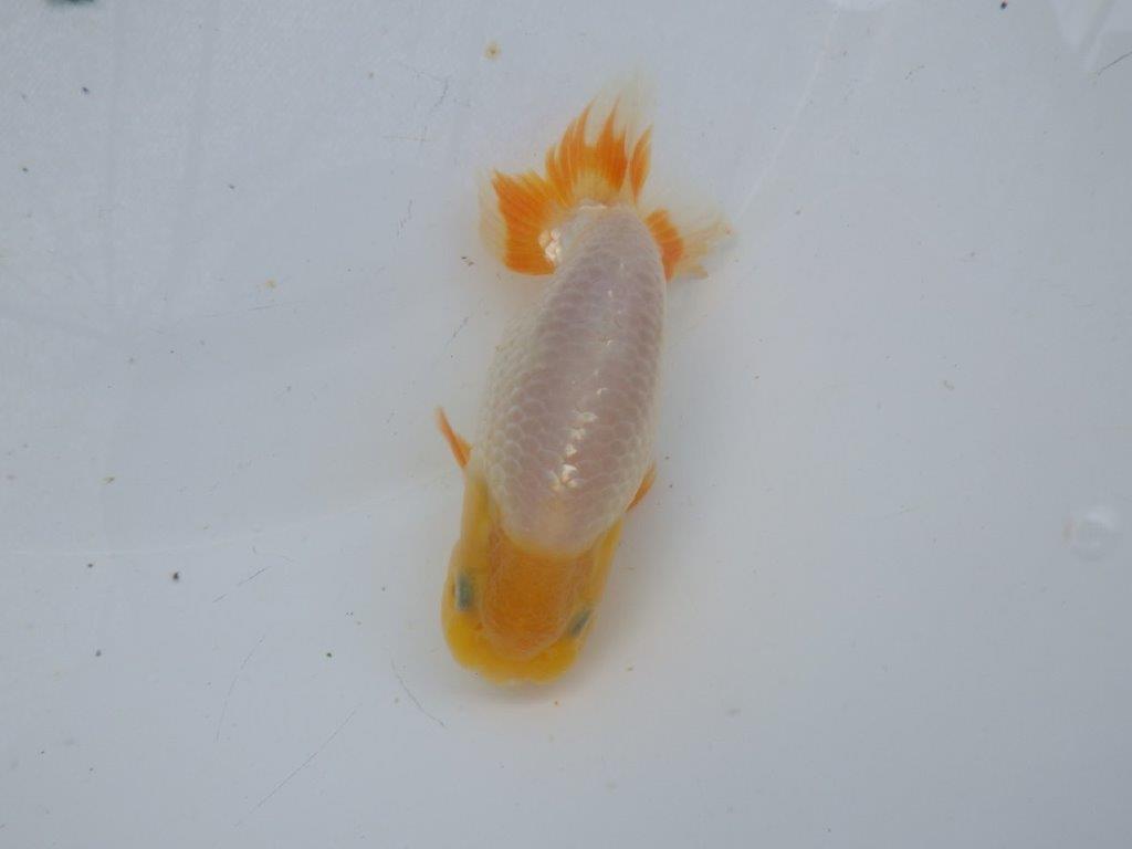 【岐阜フンタンブリーダー】赤色の入り方が綺麗な当歳らんちゅう約11㎝オス?