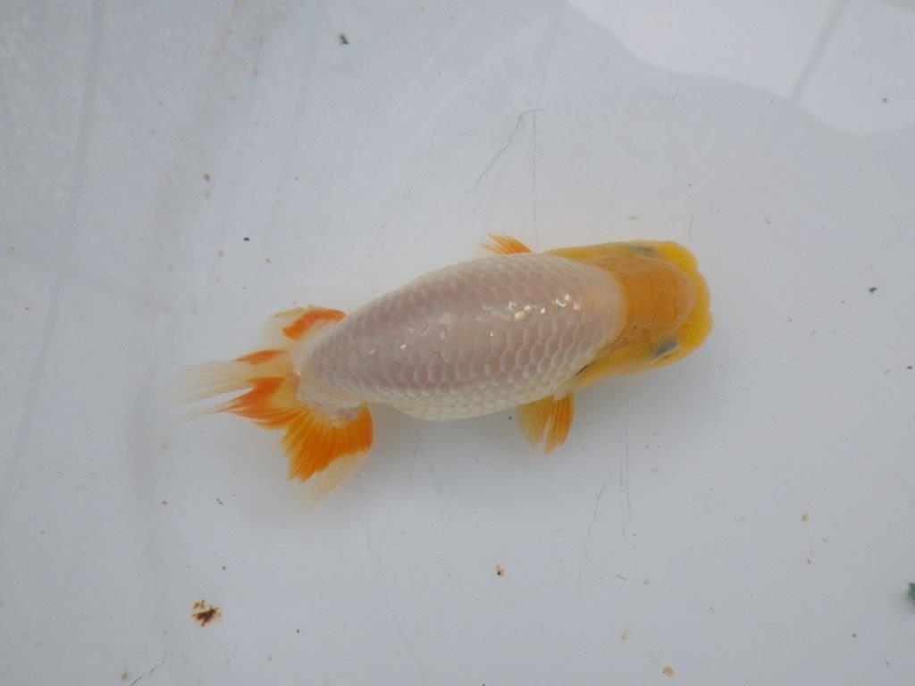 【岐阜フンタンブリーダー】赤色の入り方が綺麗な当歳らんちゅう約11㎝オス?