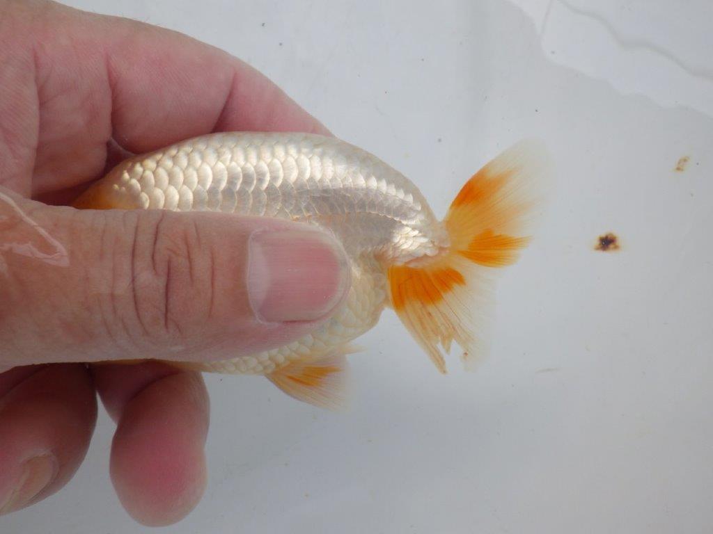 【岐阜フンタンブリーダー】赤色の入り方が綺麗な当歳らんちゅう約11㎝オス?