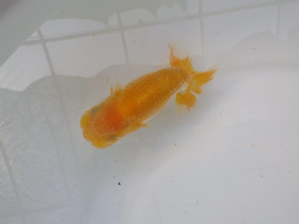 【岐阜フンタンブリーダー】大きくなるタイプ?の当歳らんちゅう約12㎝性別不明