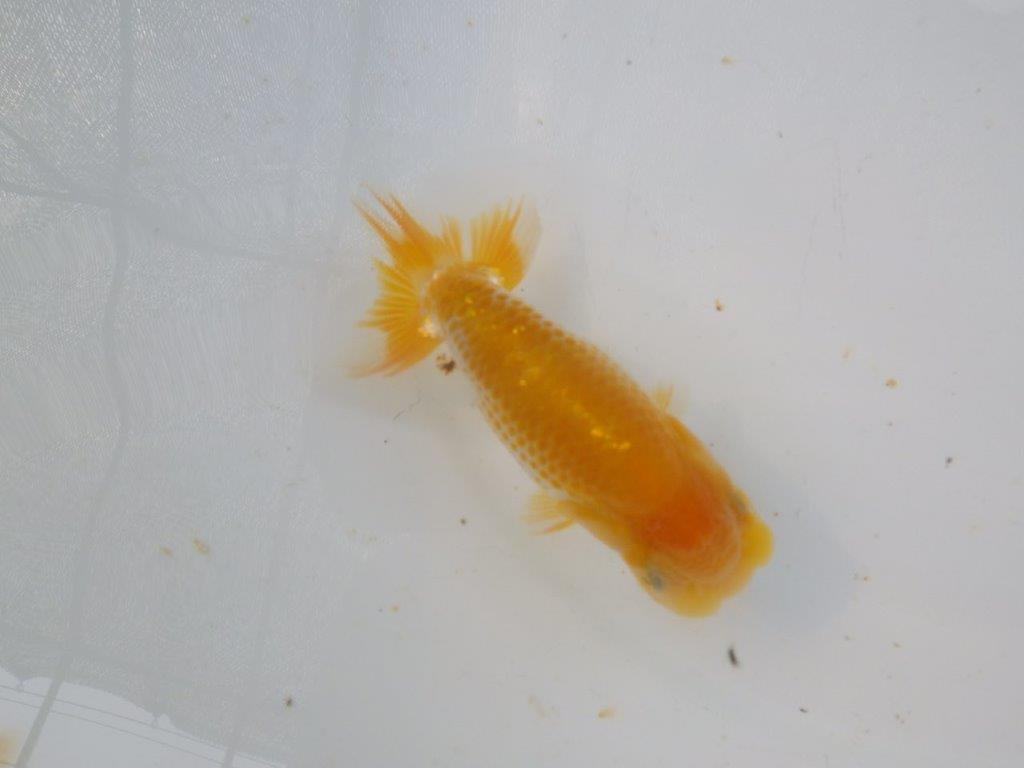 【岐阜フンタンブリーダー】大きくなるタイプ?の当歳らんちゅう約12㎝性別不明