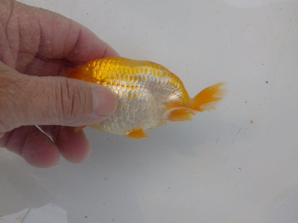 【岐阜フンタンブリーダー】大きくなるタイプ?の当歳らんちゅう約12㎝性別不明