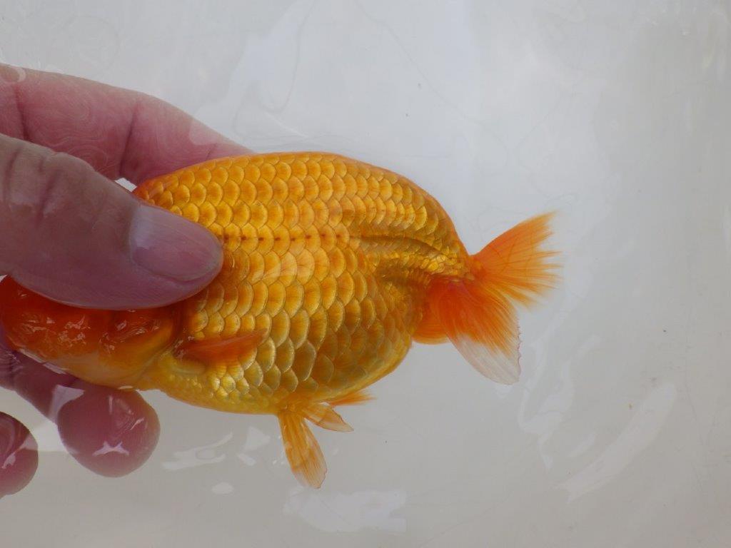 【愛知超優良系統 】飽きがきにくいタイプの当歳らんちゅう約13㎝メス?