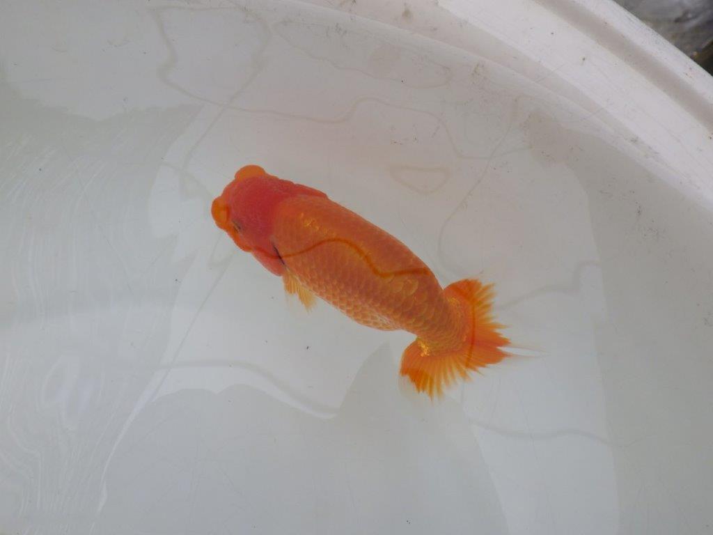 【愛知超優良系統 】雰囲気が良くそそられる当歳らんちゅう約13㎝オス?