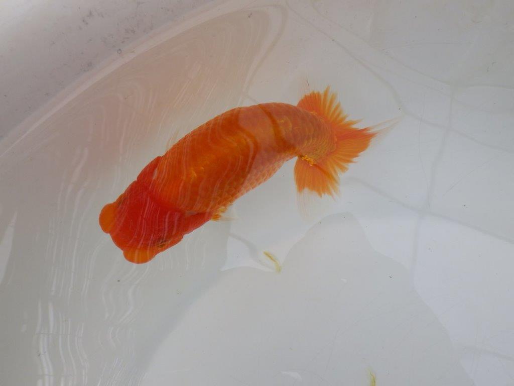 【愛知超優良系統 】雰囲気が良くそそられる当歳らんちゅう約13㎝オス?