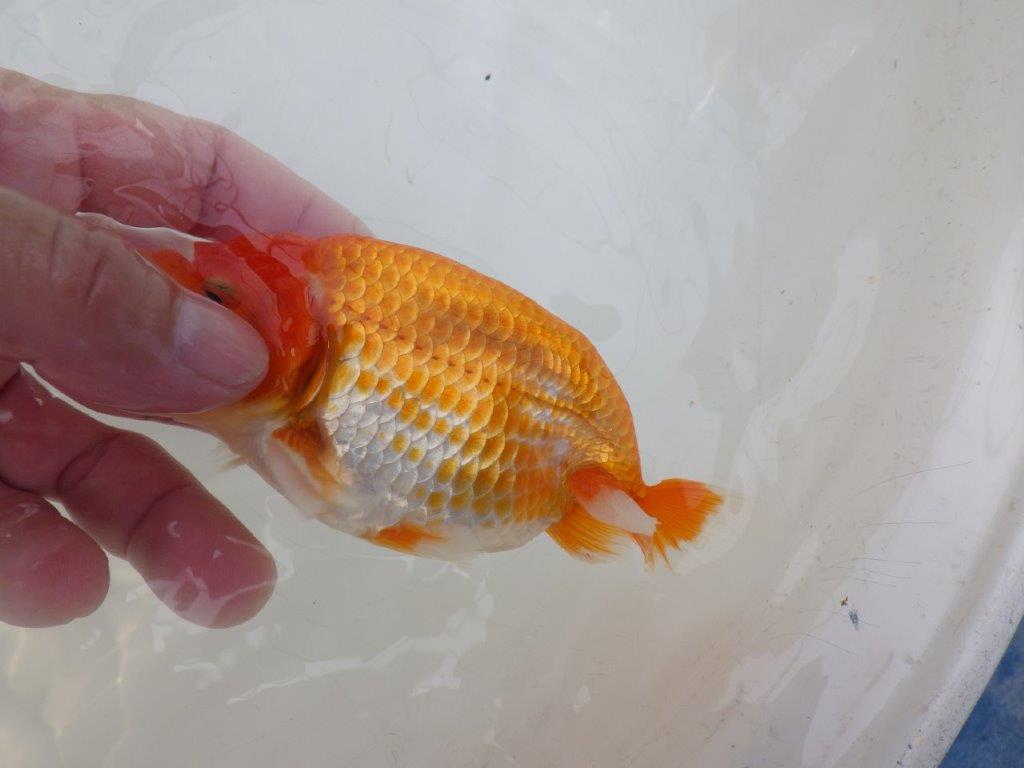 【愛知超優良系統 】雰囲気が良くそそられる当歳らんちゅう約13㎝オス?