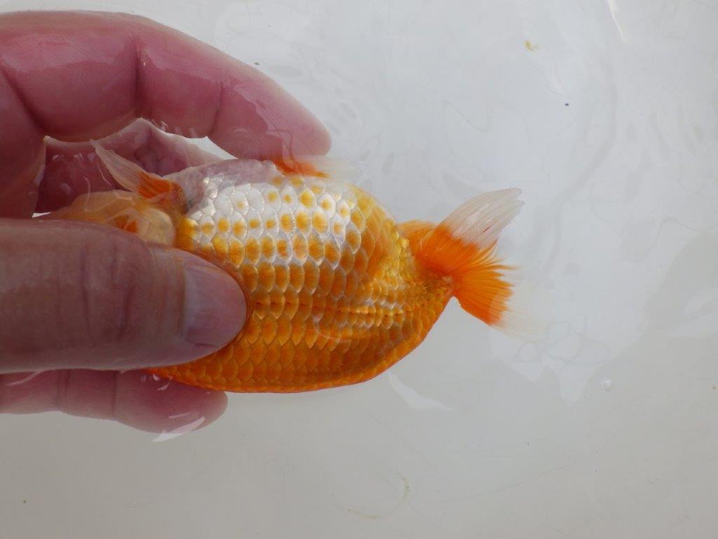 【愛知超優良系統 】雰囲気が良くそそられる当歳らんちゅう約13㎝オス?