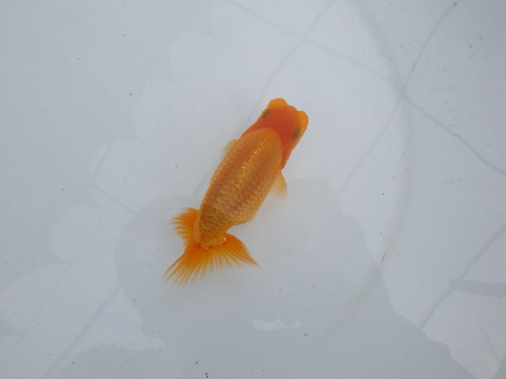 【 鉄板！！】魚の雰囲気がとても良い当歳らんちゅう　東大関系統　約12,5㎝の上身