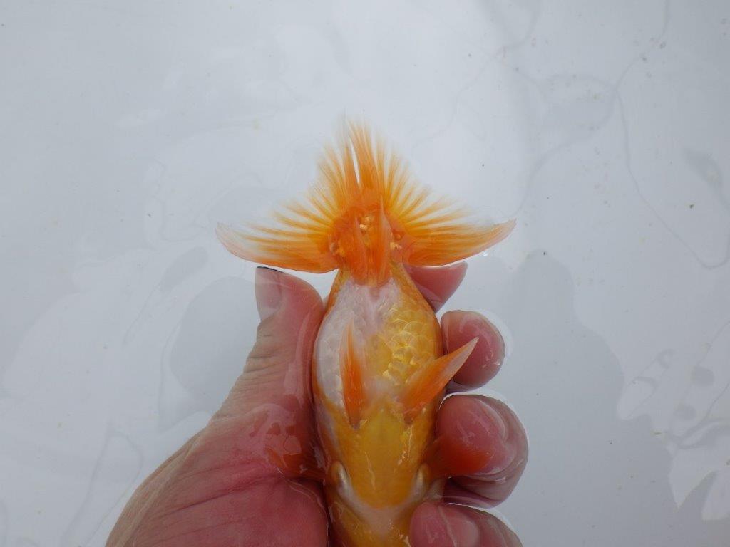 【 鉄板！！】魚の雰囲気がとても良い当歳らんちゅう　東大関系統　約12,5㎝