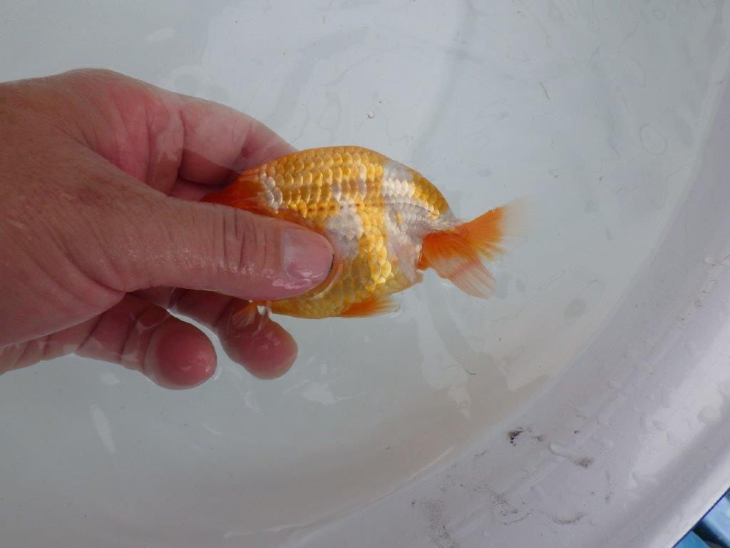 【 鉄板！！】頭が良く綺麗な柄の更紗　当歳らんちゅう　東大関系統　約13㎝