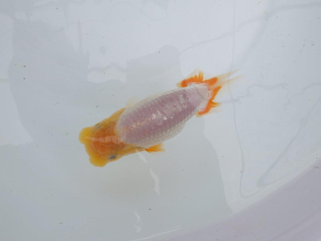 【 鉄板！！】背幅があり太くたくましい当歳らんちゅう　東大関系統　約13㎝