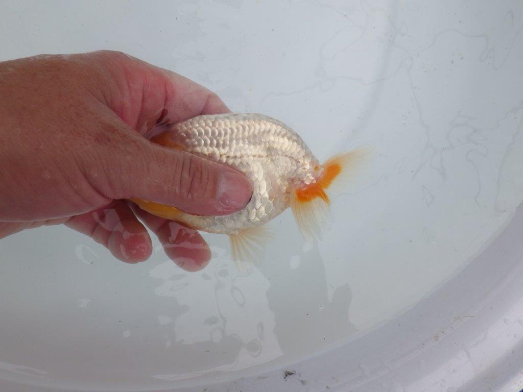 【 鉄板！！】背幅があり太くたくましい当歳らんちゅう　東大関系統　約13㎝