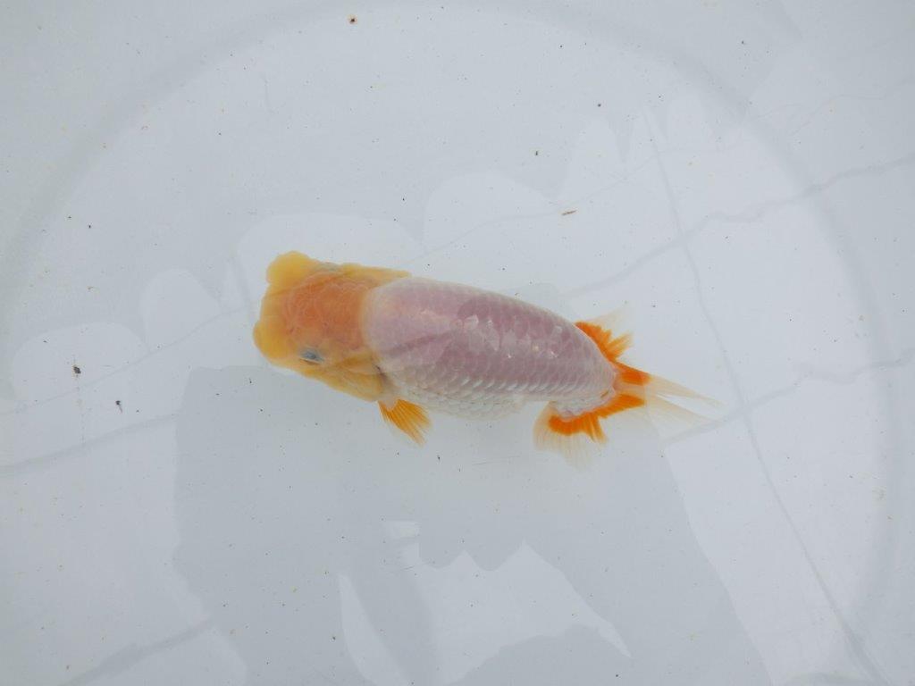 【 鉄板！！】背幅があり太くたくましい当歳らんちゅう　東大関系統　約13㎝