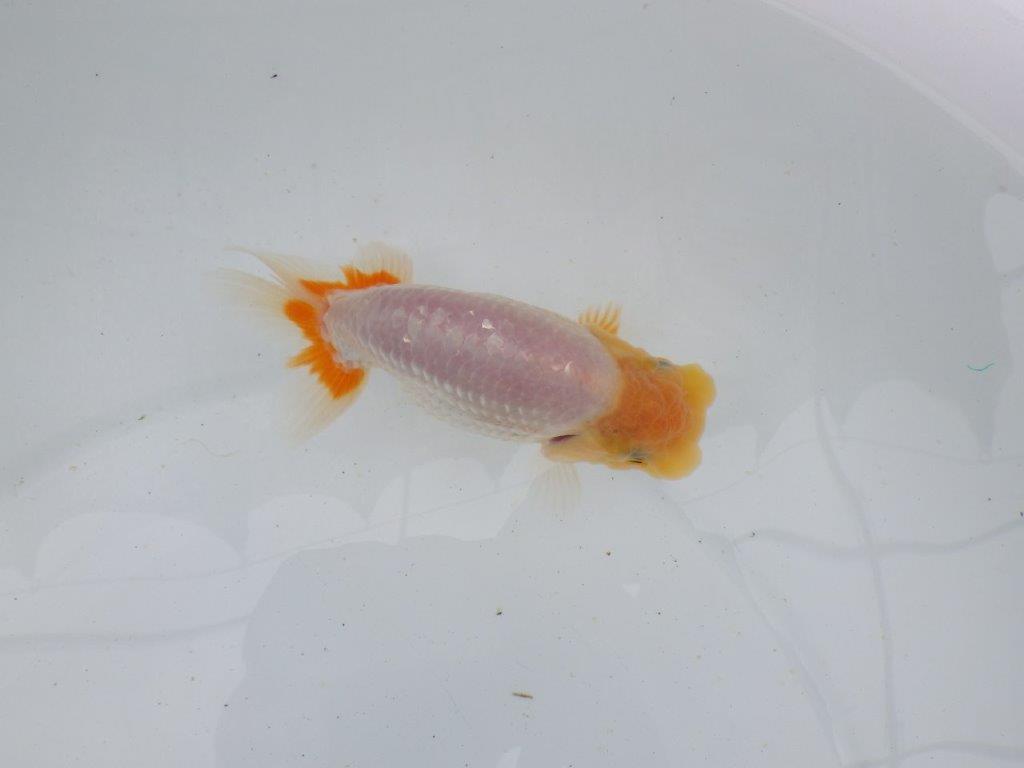 【 鉄板！！】背幅があり太くたくましい当歳らんちゅう　東大関系統　約13㎝