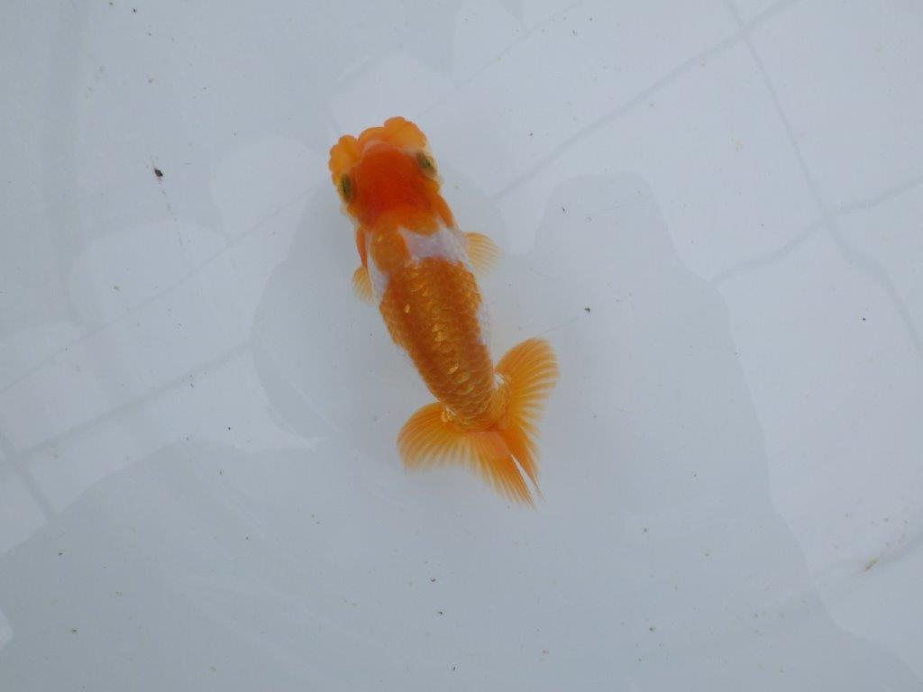 【 鉄板！！】フンタン＆尾張りが素晴らしい当歳らんちゅう　東大関系統　約11,5㎝の上身