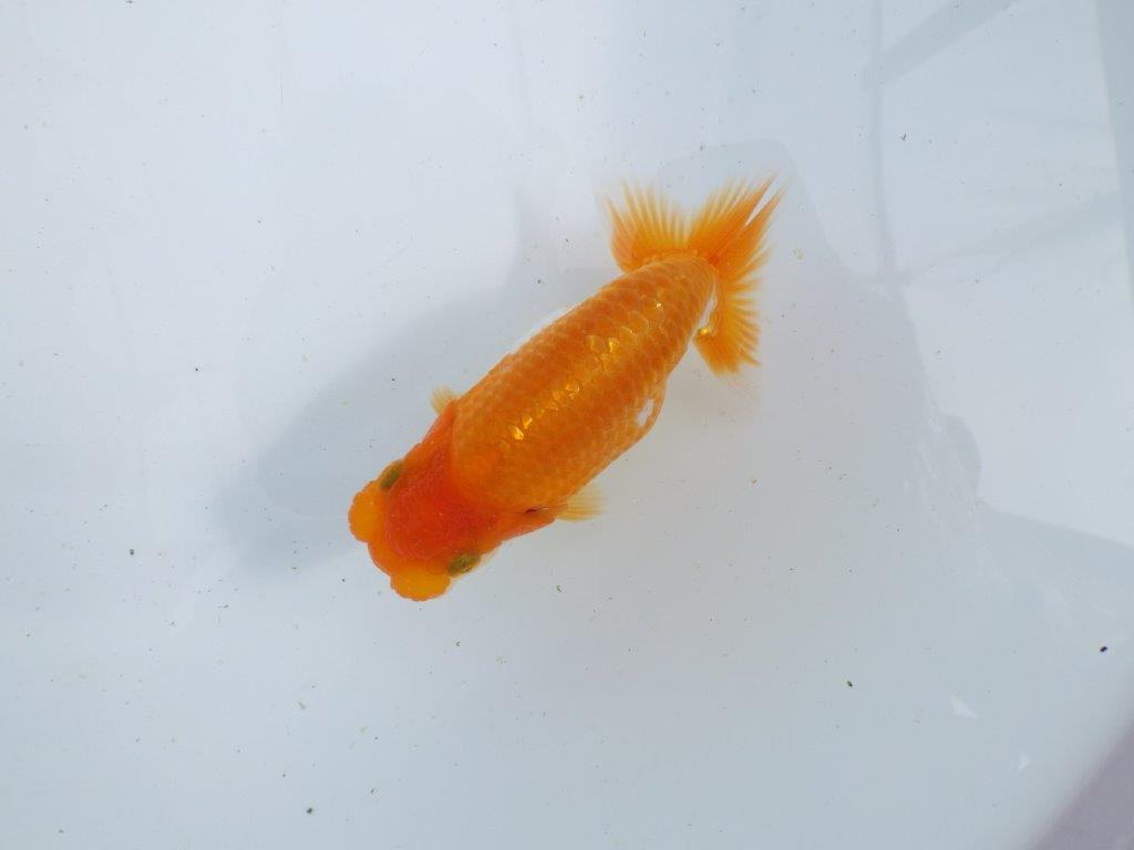 【 鉄板！！】品評大会に向けて飼い込みお勧めの当歳らんちゅう　東大関系統　約12,5㎝の上身