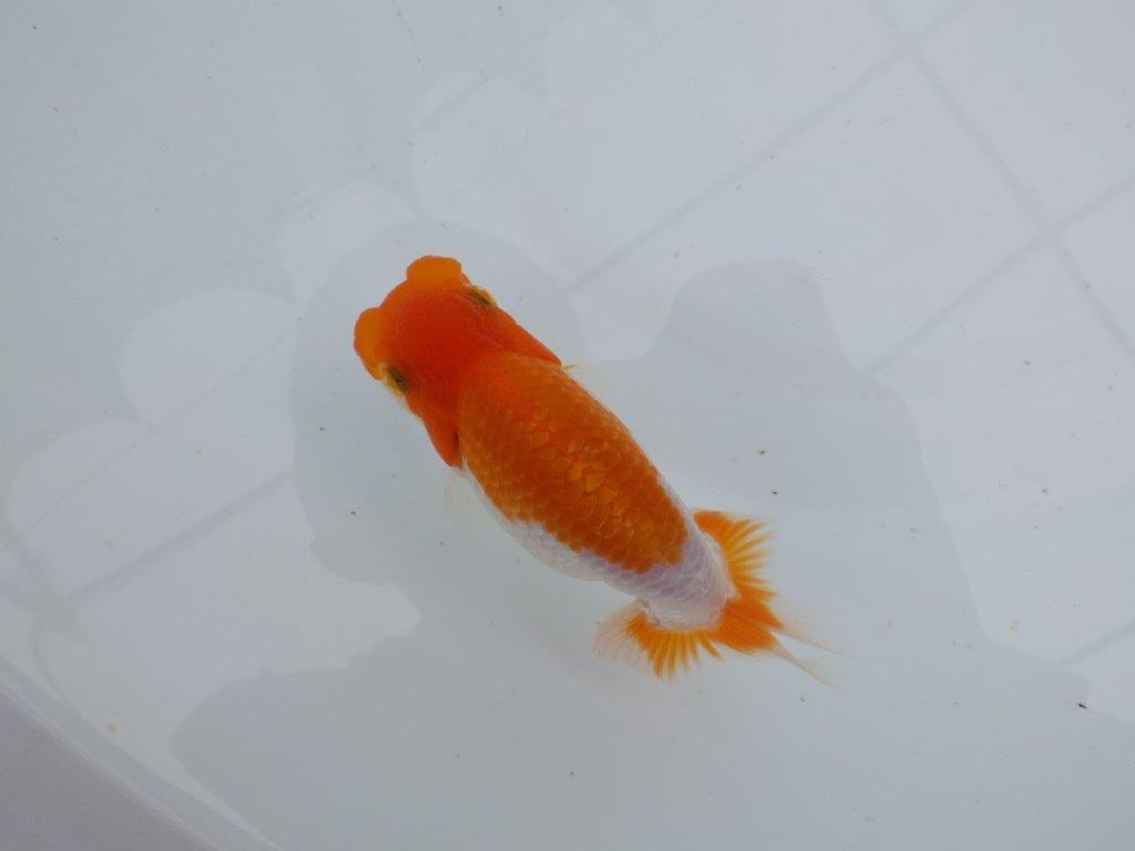 【 鉄板！！】フンタン＆色艶が良い更紗当歳らんちゅう　東大関系統　約12㎝の上身