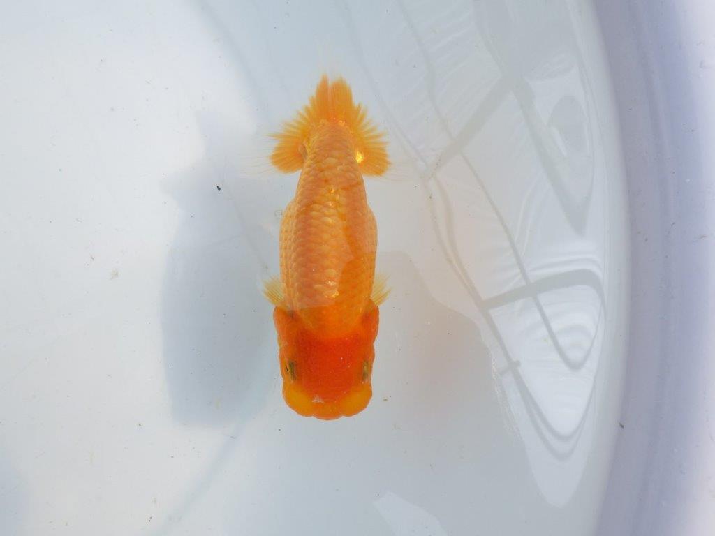 【逸品当歳らんちゅう】素晴らしいフンタンのらんちゅう　約12,5ｃｍ前後　オス？の上身