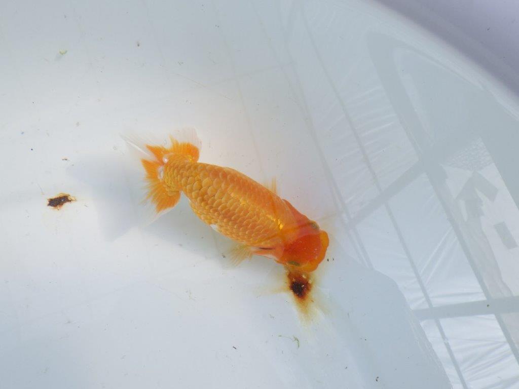 【逸品当歳らんちゅう】背も綺麗、雰囲気の良いらんちゅう　約12ｃｍ前後　オス？の上身