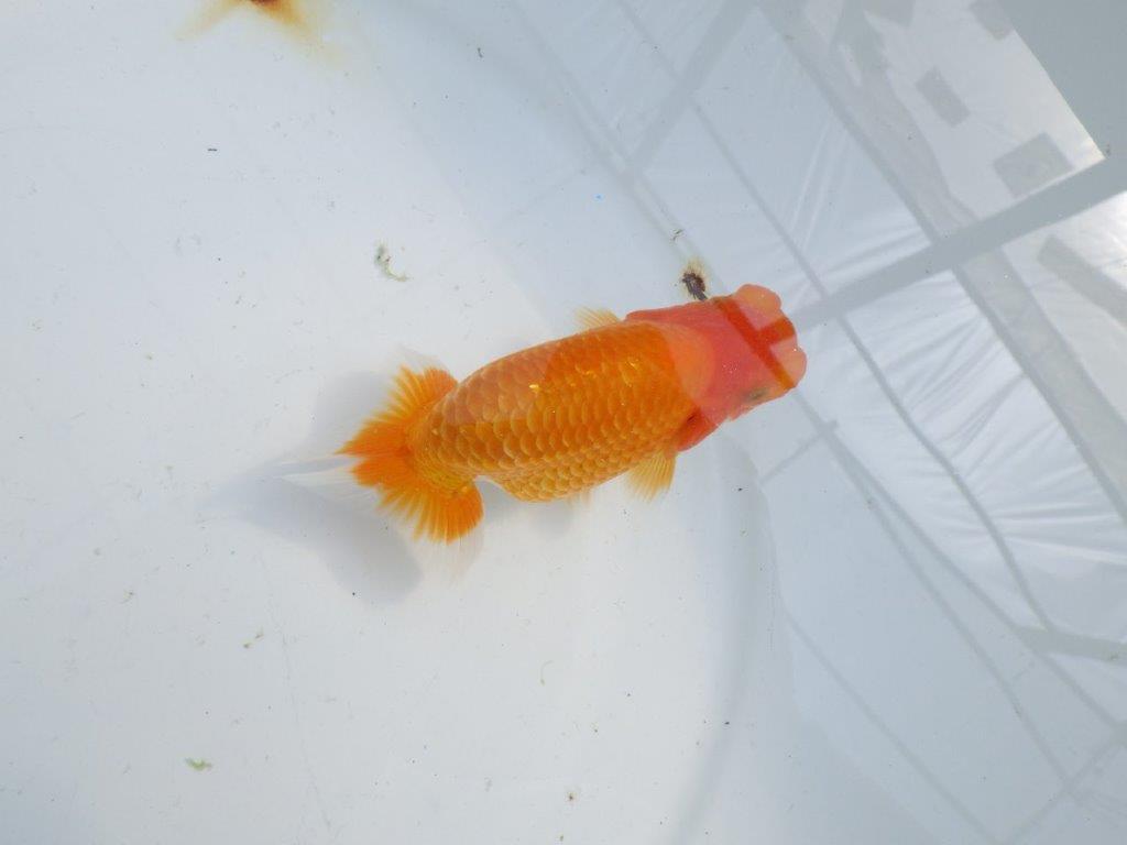 【逸品当歳らんちゅう】体高があり水槽で映える更紗らんちゅう　約12ｃｍ前後　性別不明？の上身